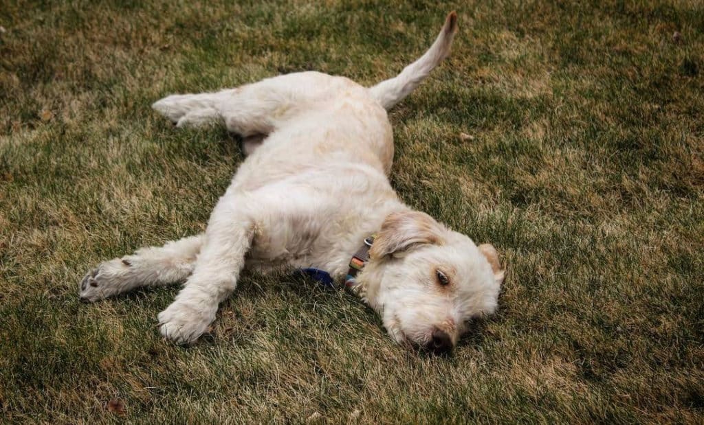 white bassetoodle dog