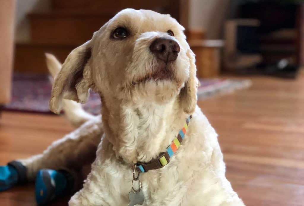 white bassetoodle poodle mix