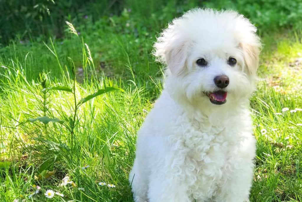 white doxiedoodle dog