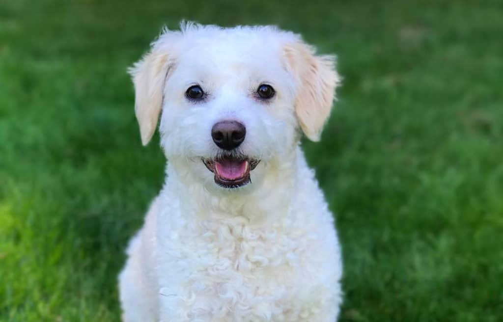 white doxiedoodle puppy