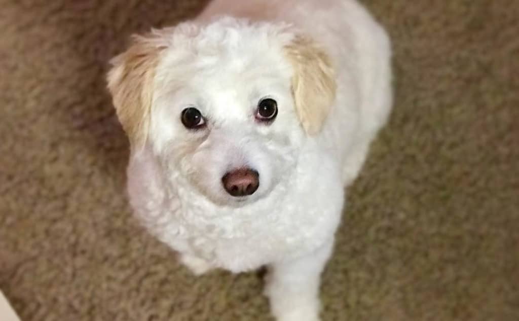 white doxiepoo dog