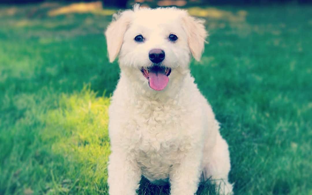 white doxiepoo poodle mix dog