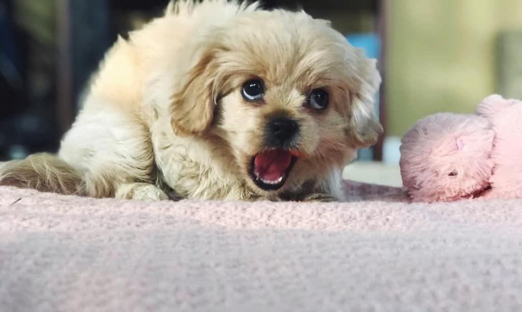 white peekapoo dog