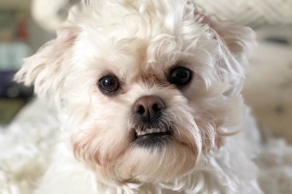 white peekapoo poodle mix