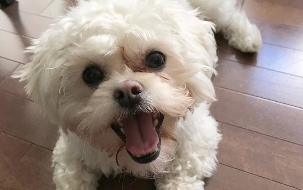 cão misturador pequinês branco de caniche