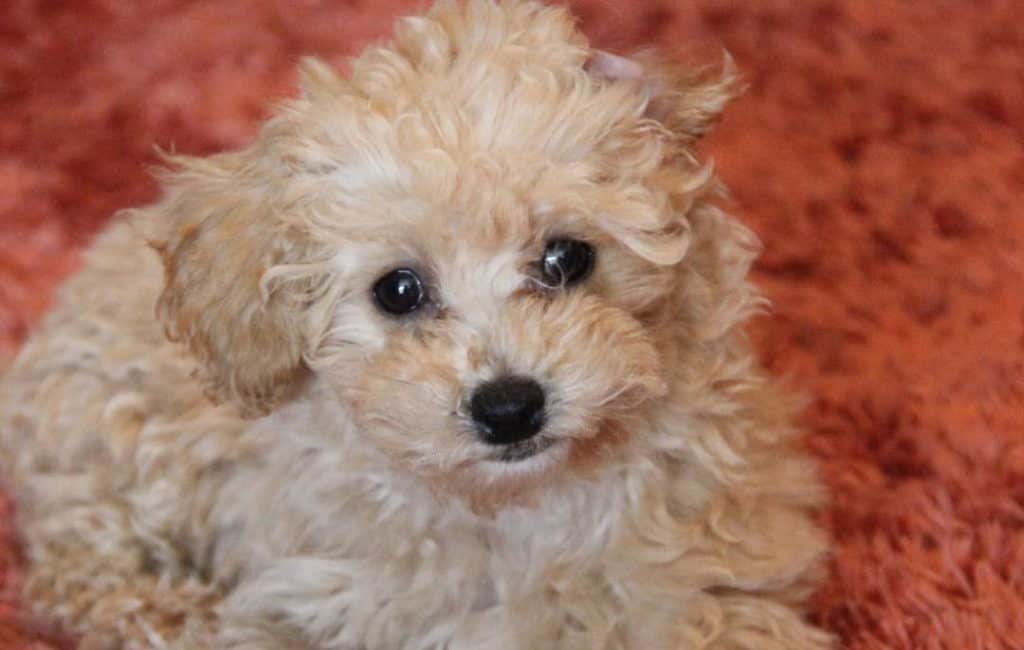 white poochon puppy