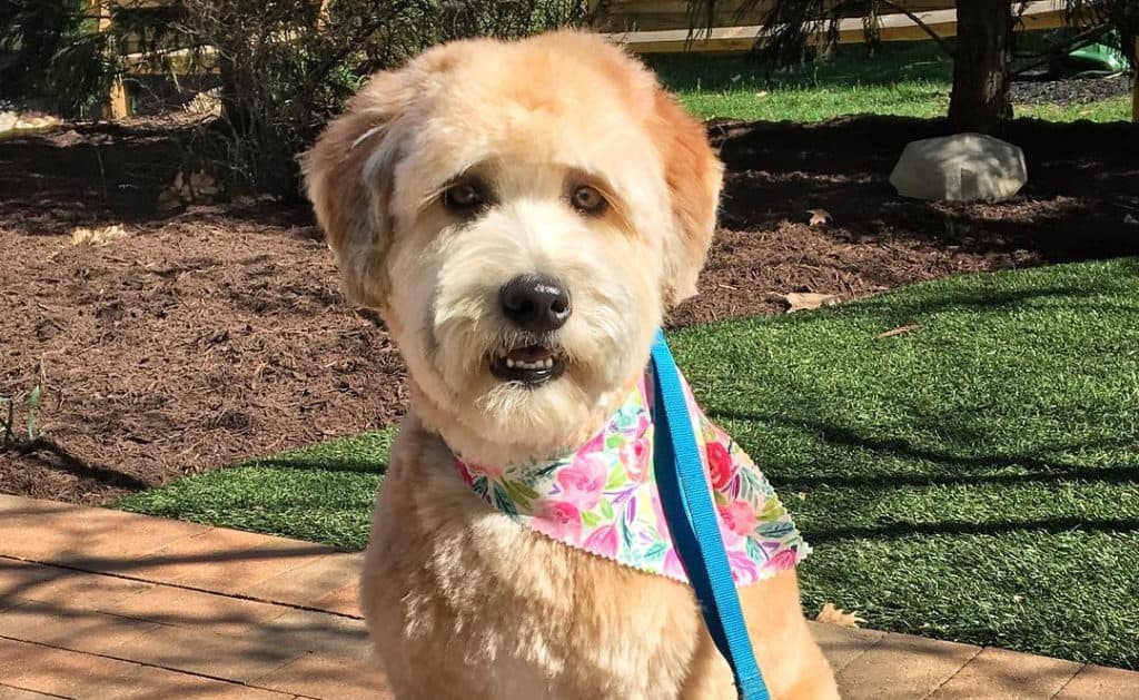 whoodle wheaten terrier poodle mix