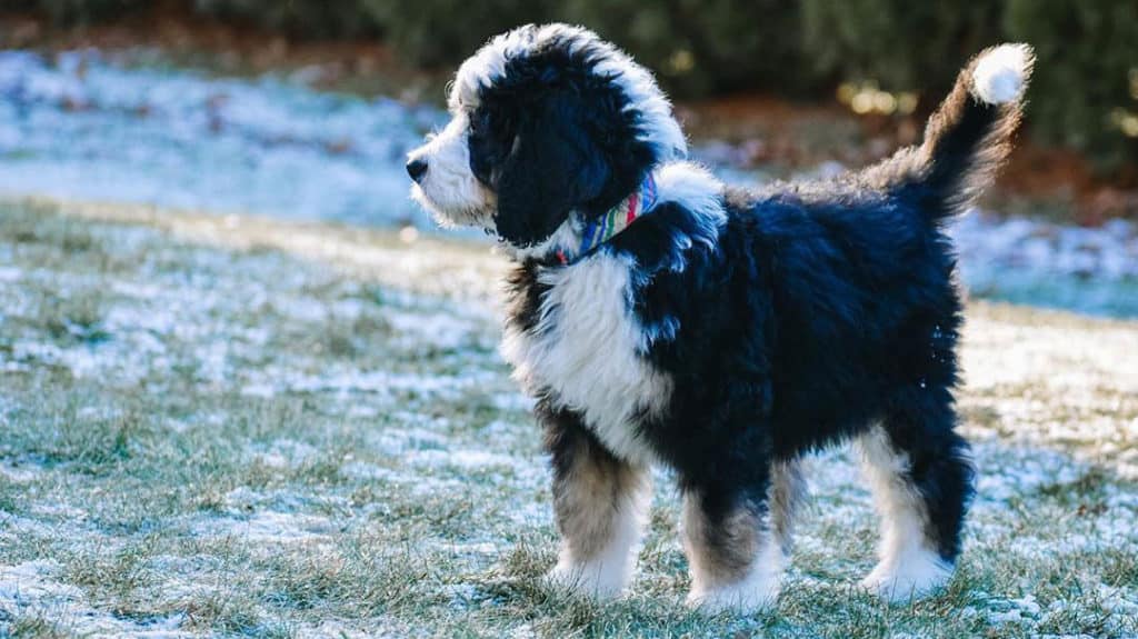 bernedoodle-dog-playing