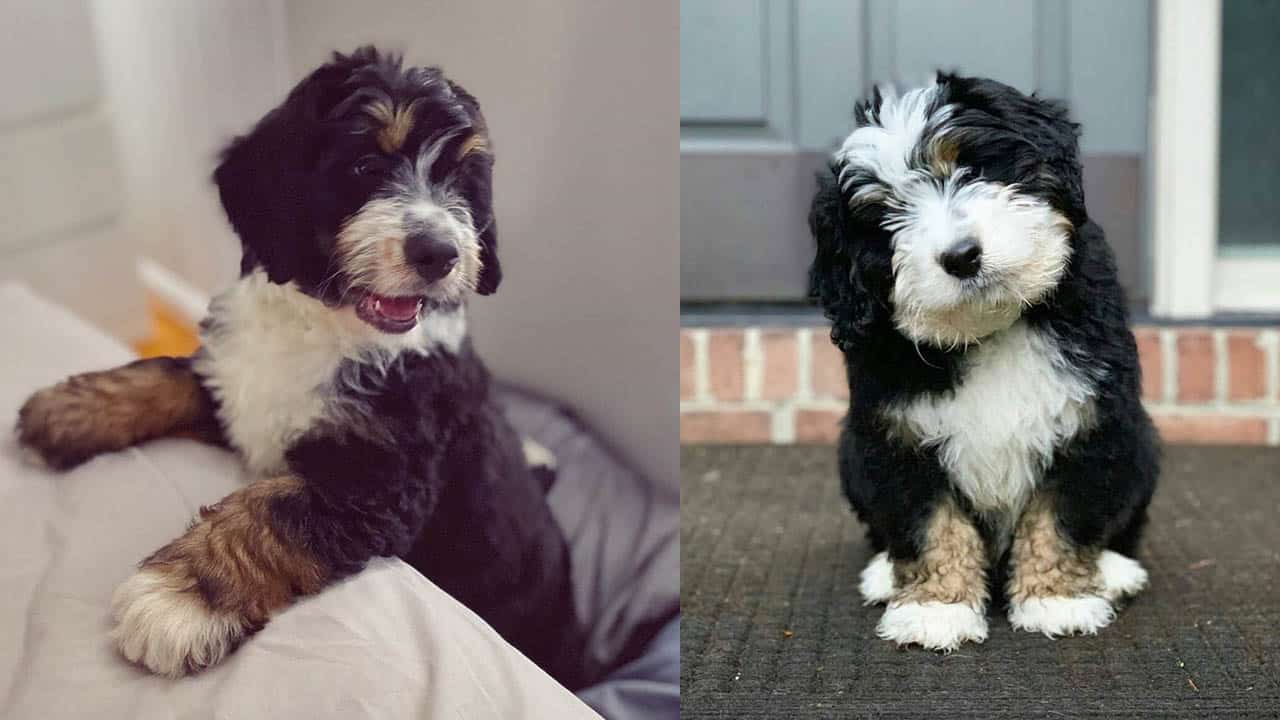 at what age is a bernedoodle full grown