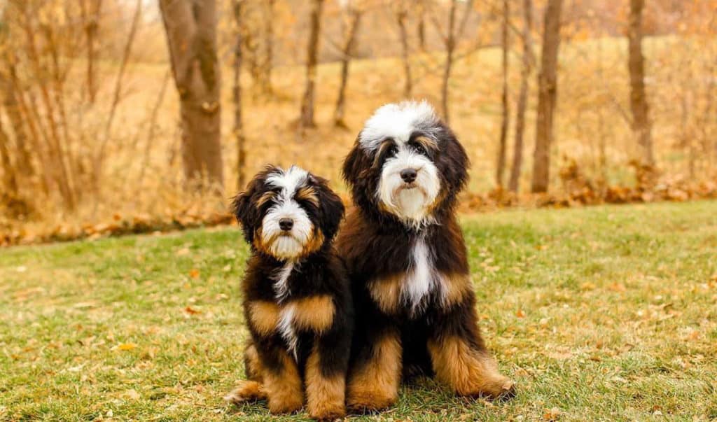 bernedoodle-puppies-4