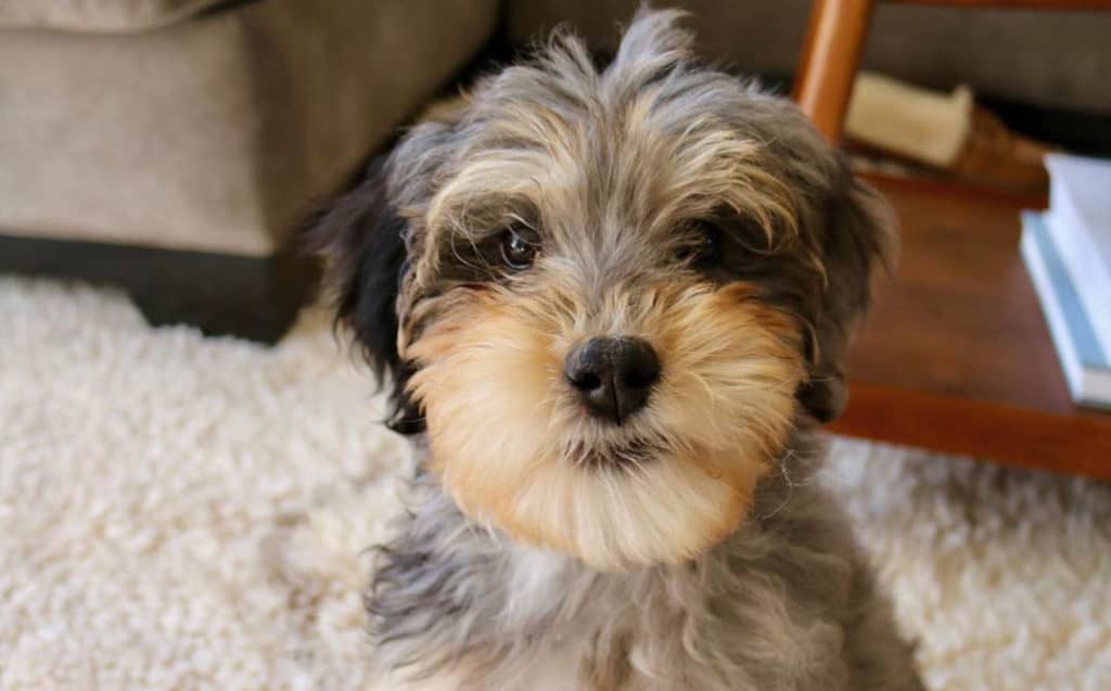 bernedoodle-puppies