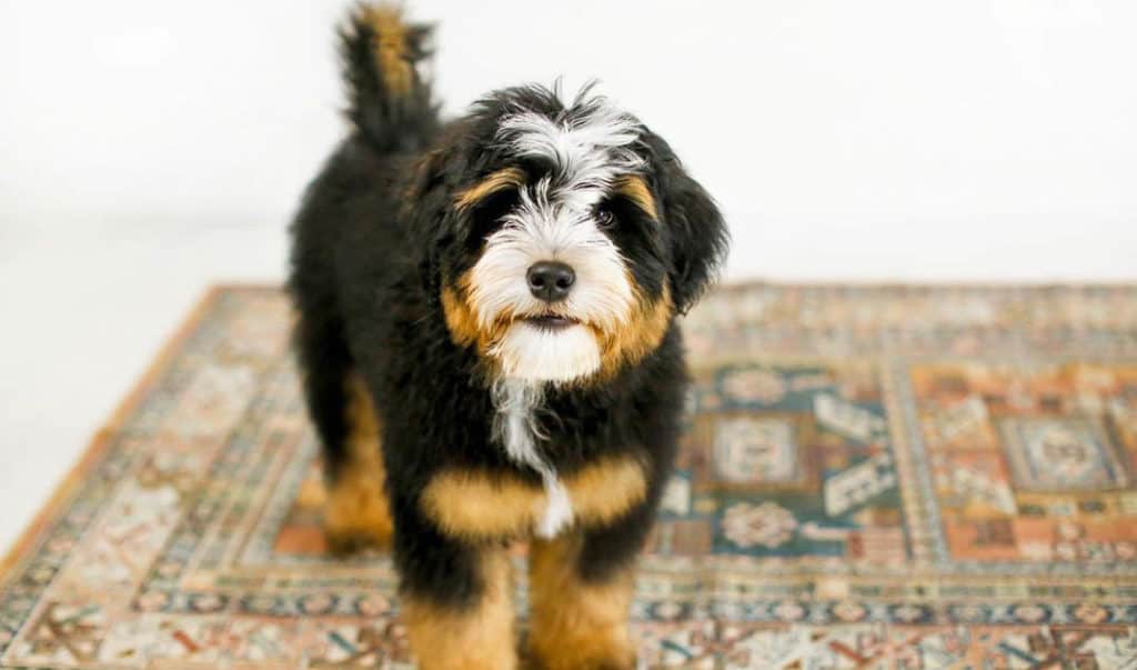 bernedoodle-puppy-2