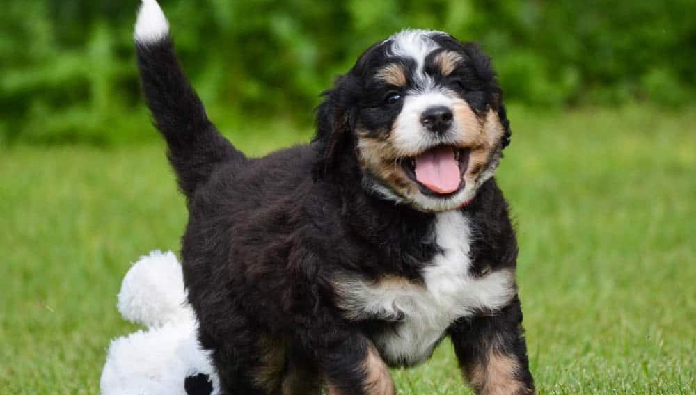 Bernedoodle dog