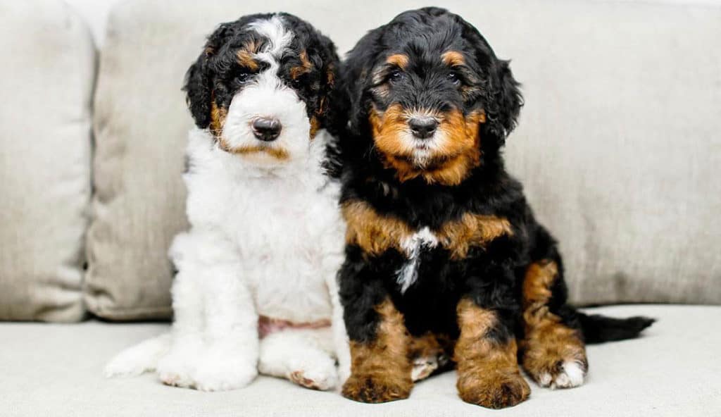 bernedoodle-two-puppies