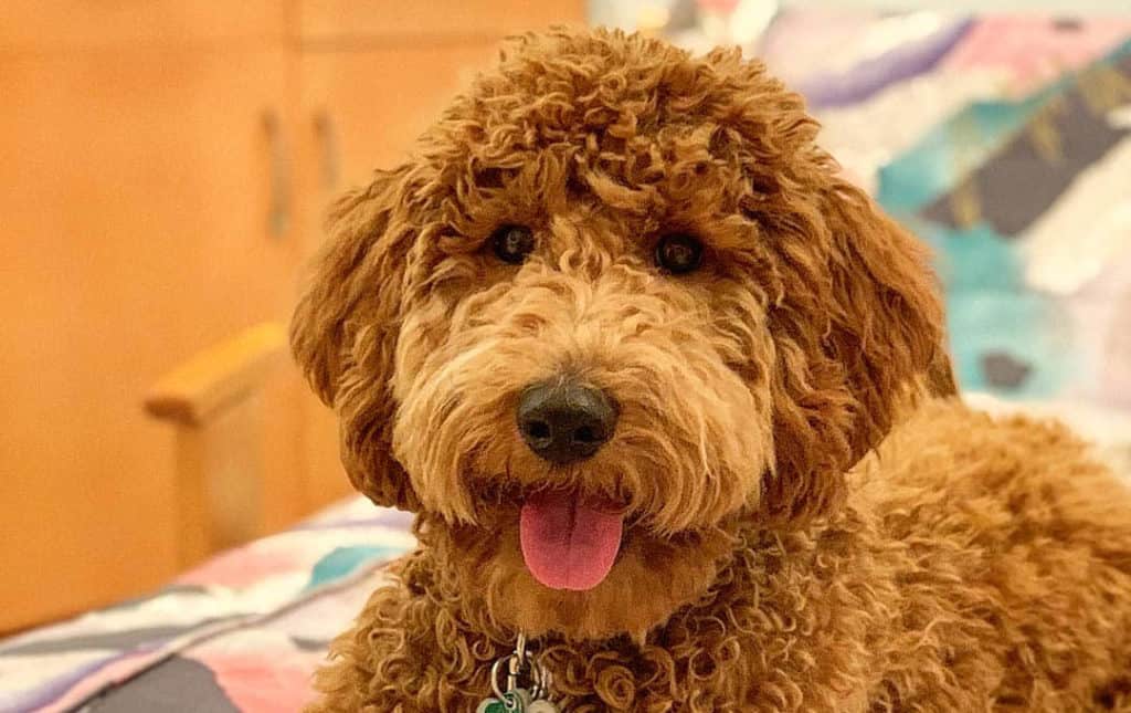 what-poodle-mix-is-best-goldendoodle