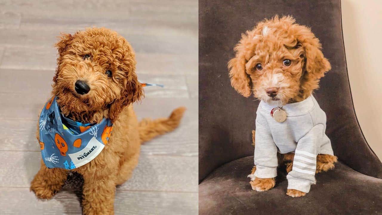 goldendoodle-dogs-facts