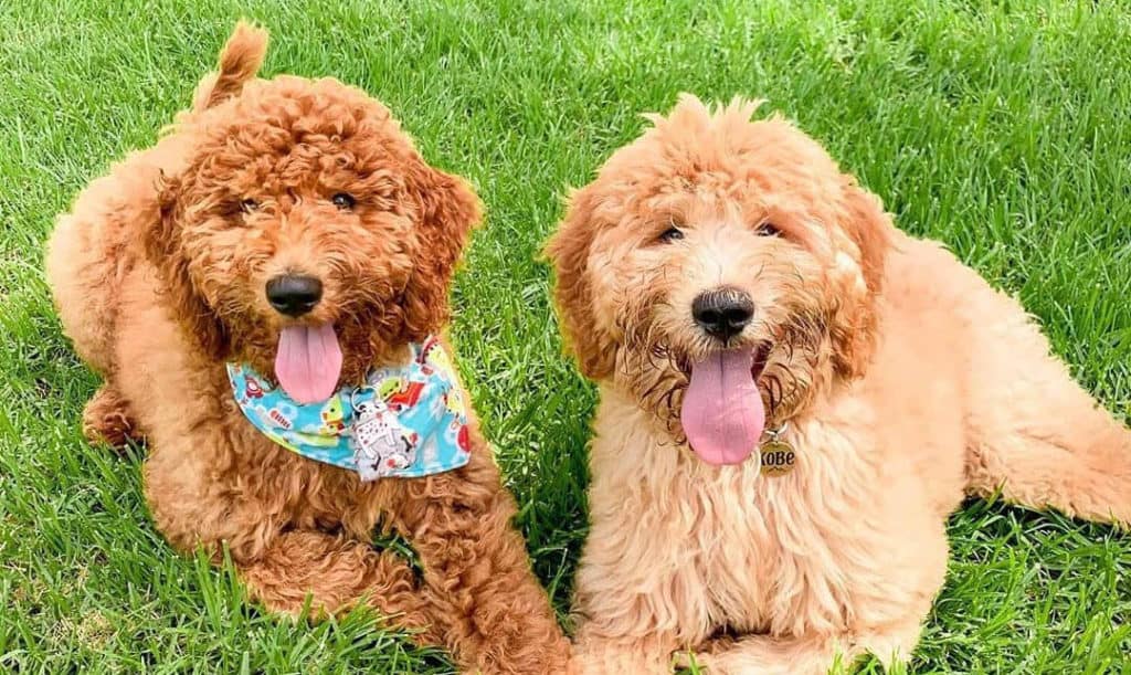 goldendoodle-puppies-outdoor