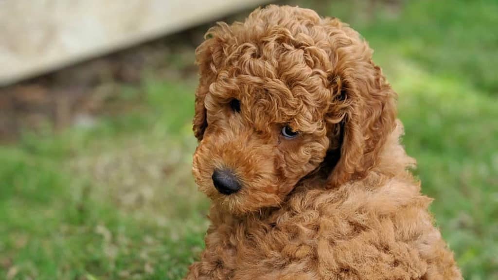 goldendoodle-puppy