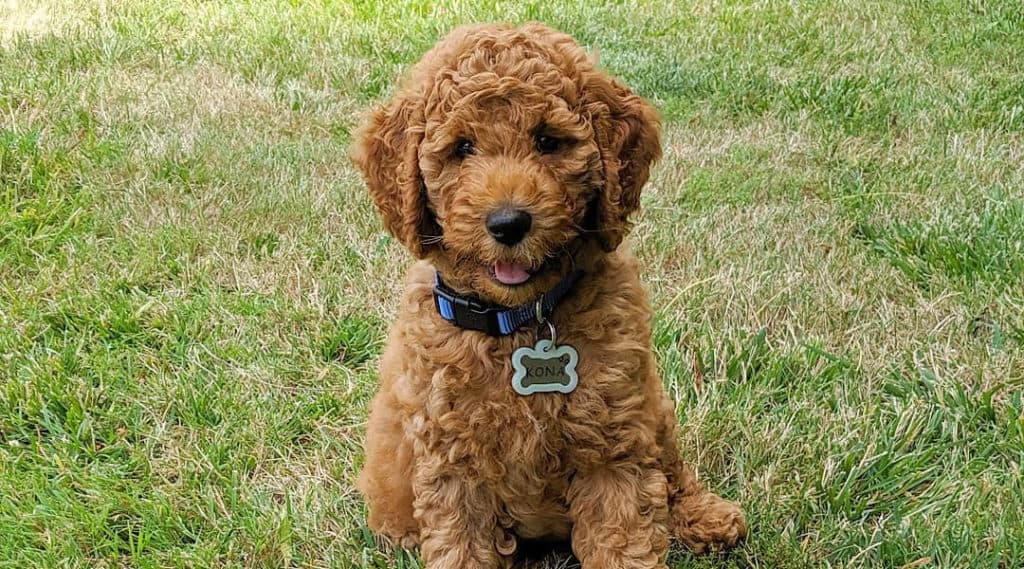 goldendoodle-puppy-outdoor