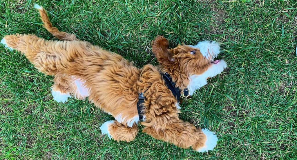 labradoodle dogs