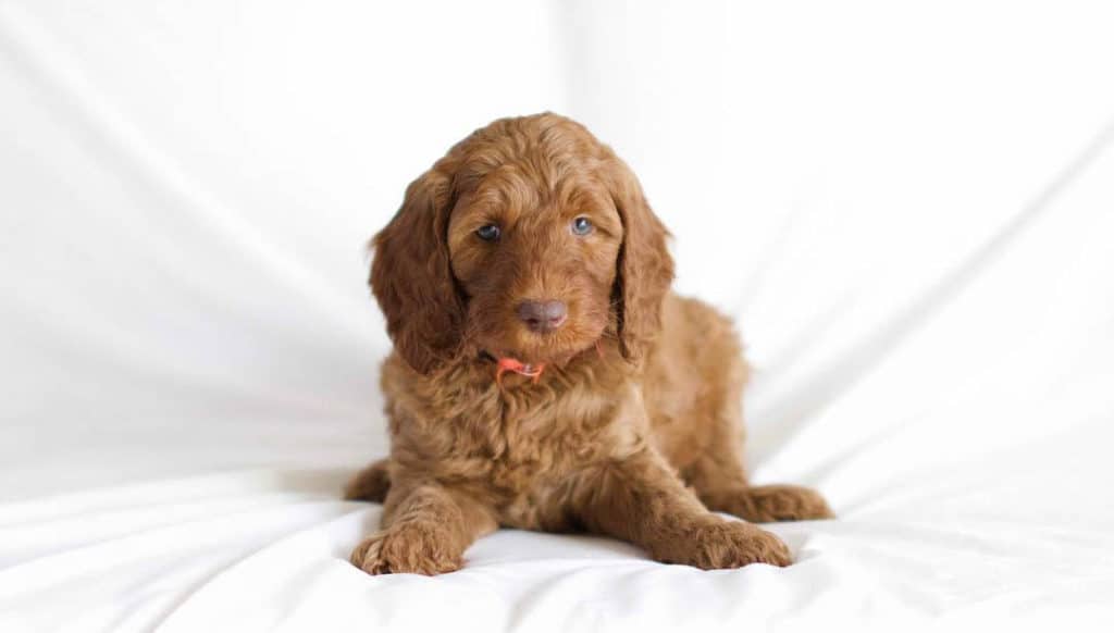 cute labradoodle puppy