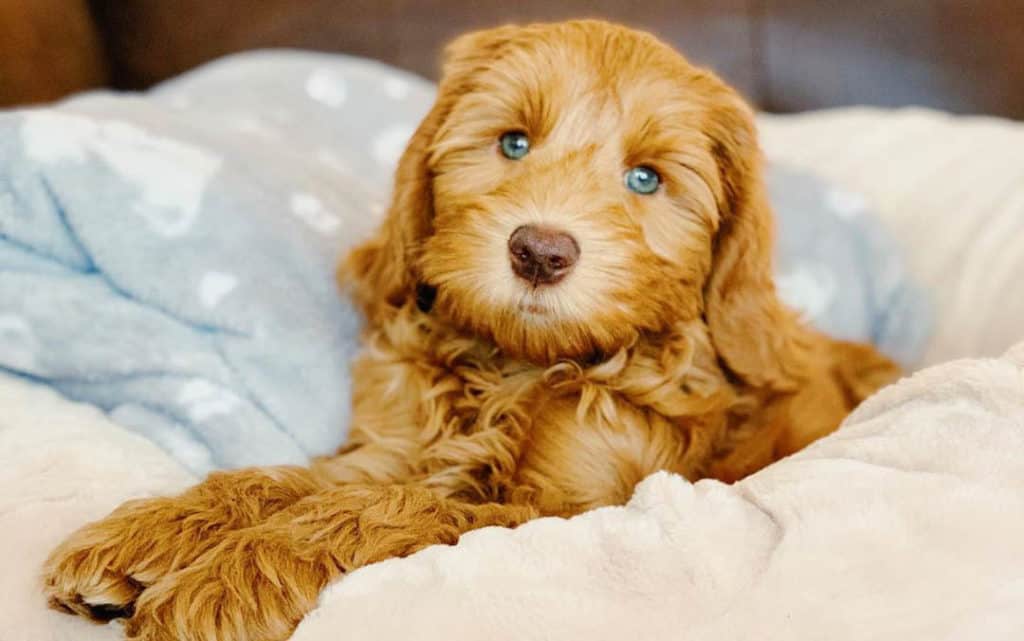 labradoodle puppy