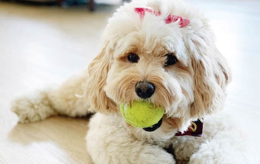 labradoodle dog white