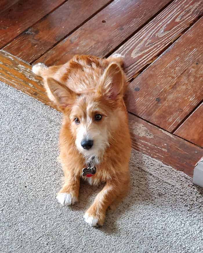 Corgi Poo Puppies