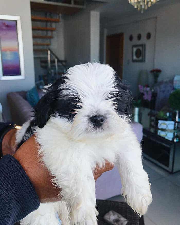 Shih poo