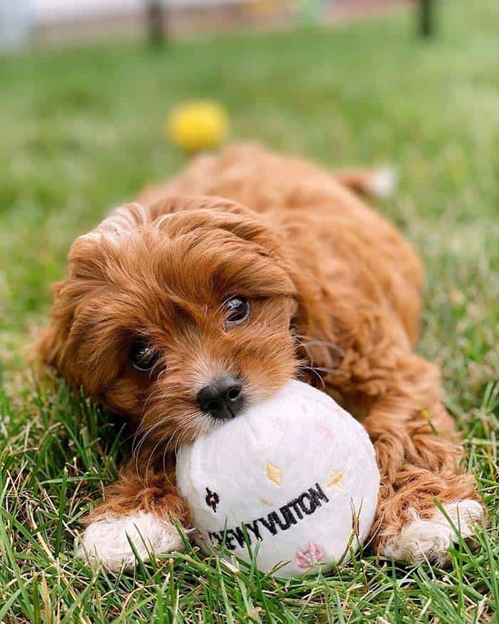 Cavapoo-behavior-problems