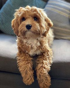 Top 3 Cavapoo Behavior Problems | Poodle Mix Club