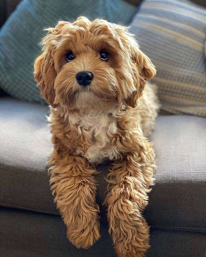 cavapoo-behavior-problems