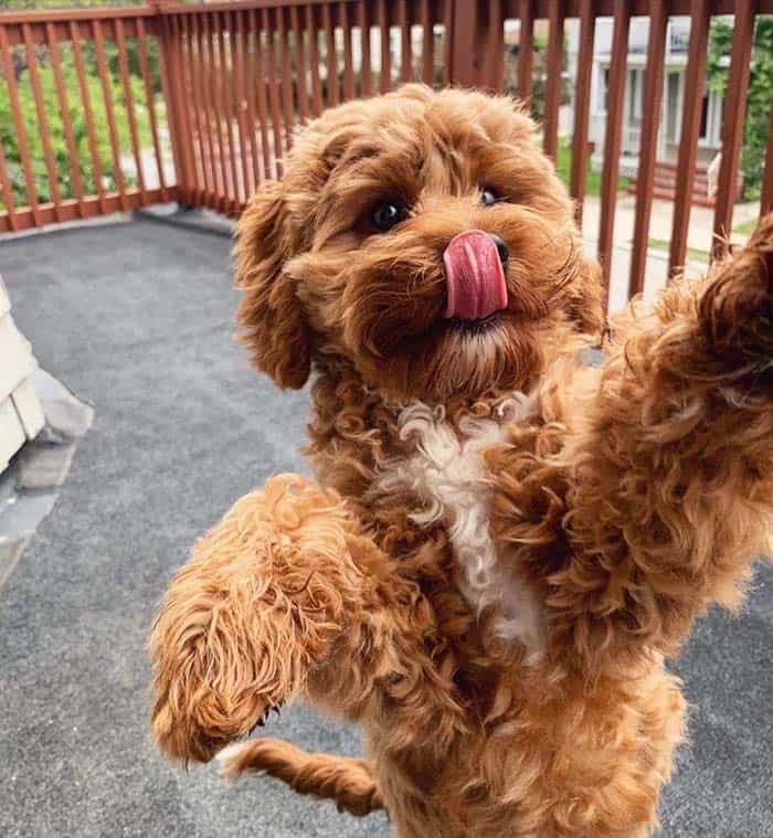 cavapoo