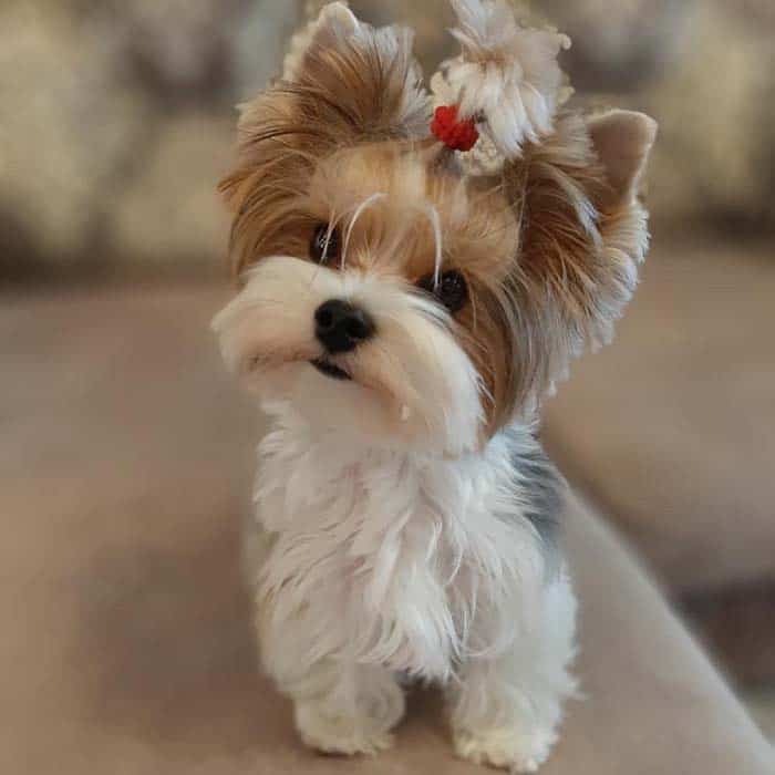 fact-about-yorkie-poo-dog-breed