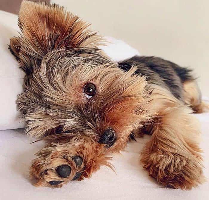 Fact-about-yorkie-poo-dog-breed