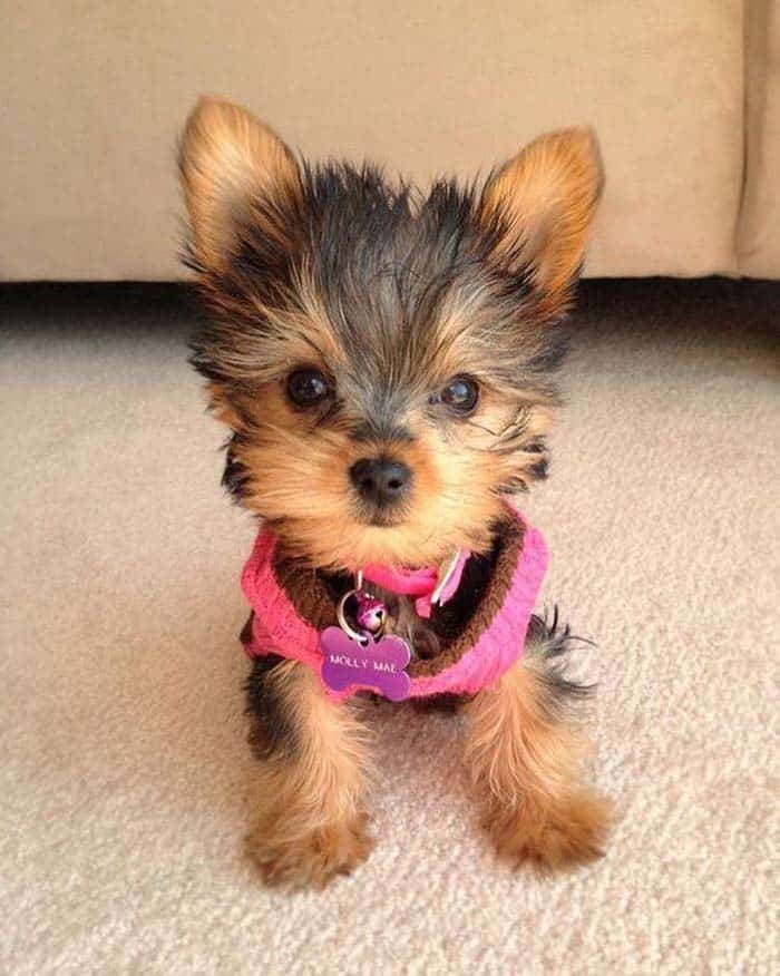 fact-about-yorkie-poo-dog-breed