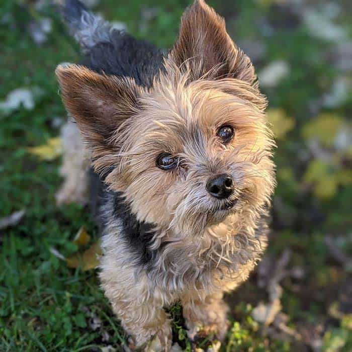 What Is The Average Lifespan Of A Yorkie Poo