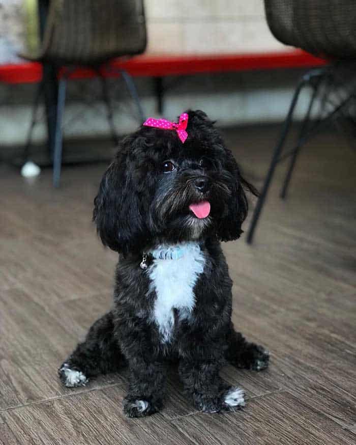 Shih poo