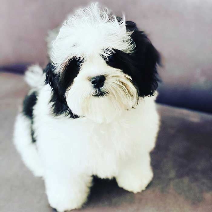 Shih poo