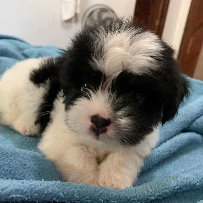 shih poo