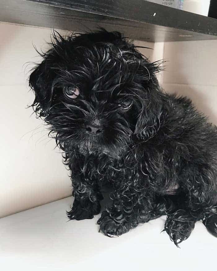 Shih poo