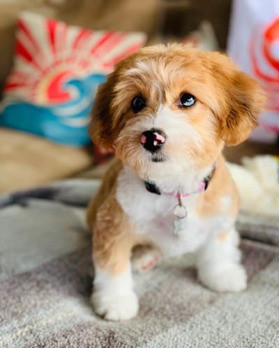 corgipoo-what-poodle-mix-is-best-