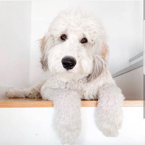 sheepadoodle-what-poodle-mix-is-best