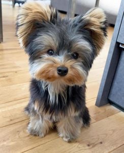 Yorkie Poo Dog | 12 Amazing Facts About Yorkie-poo