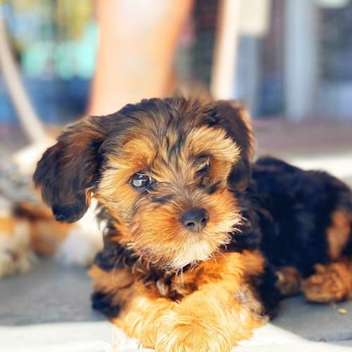 What Is The Average Lifespan Of A Yorkie Poo