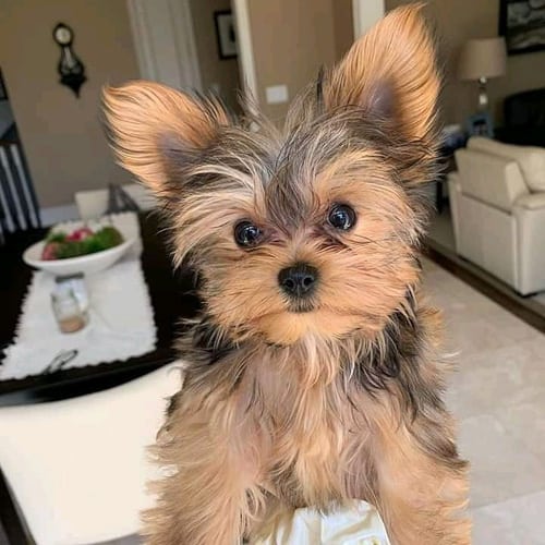 black teacup yorkie poo