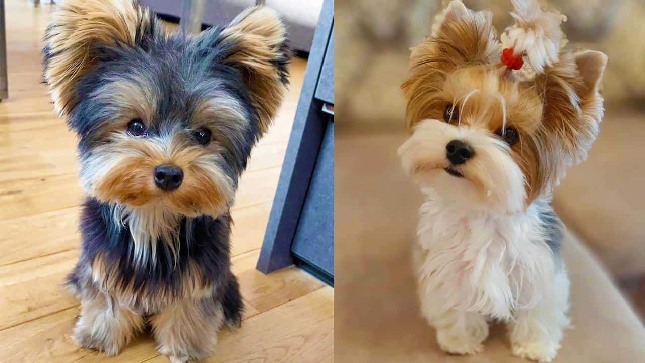 at what age is a yorkie full grown