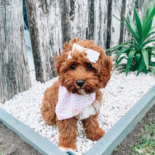 do-cavoodle-shed