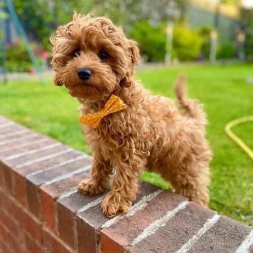 is-cavoodle-hypoallergenic?