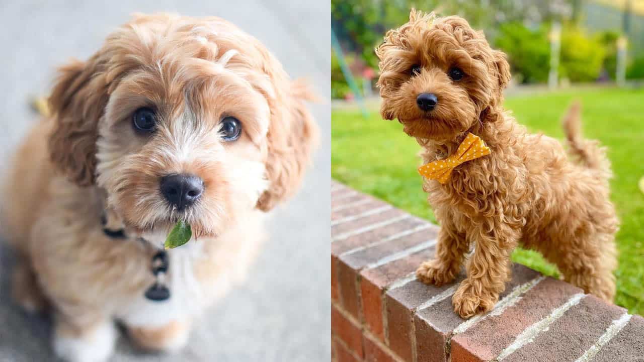 Cavoodle Poodlemix Dog Breed 